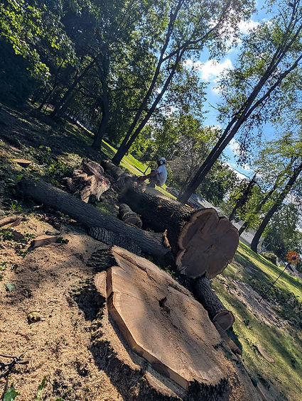 A large tree trunk being cut up.