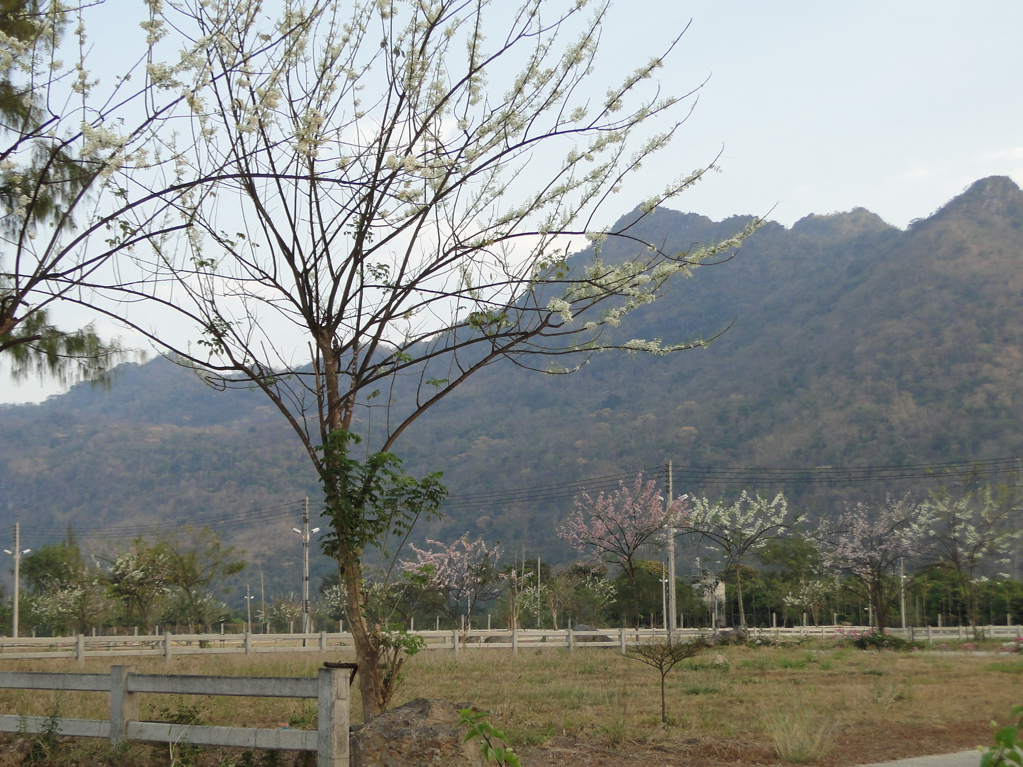 ที่ดินทุกแปลงวิวเขาใหญ่ชัดตระการตา