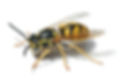 European-Wasp-HD.jpg