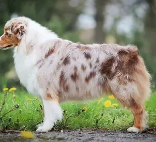 berger-australien-rouge-merle-infos_1600x.webp