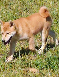 chiba femelle.jpg