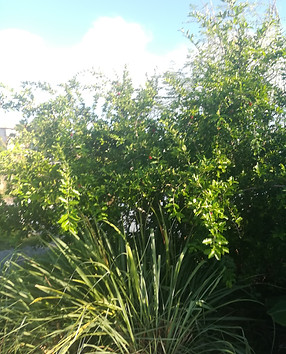 IMG_20200810_084423.jpg
