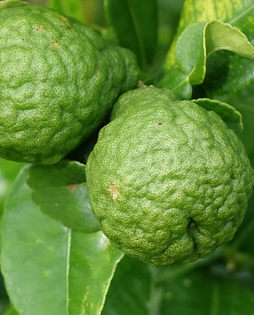 kaffir limes.JPG