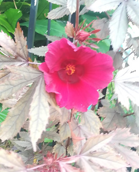 Cranberry Hibiscus.jpg