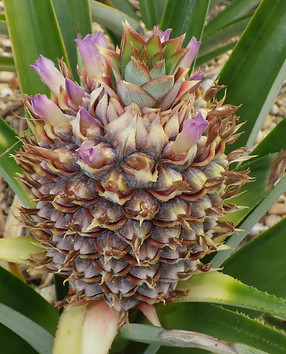 blooming pineapple 2.JPG