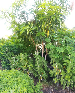 IMG_20200811_075128.jpg