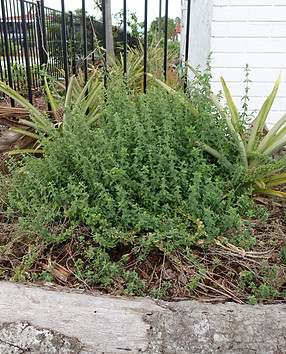 Oregano maybe.JPG
