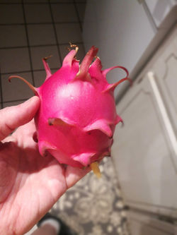 Dragon Fruit