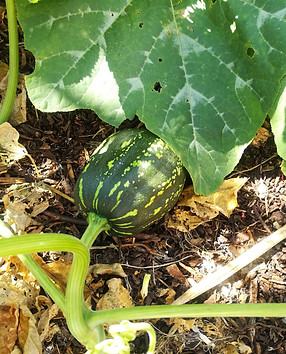 Seminole Pumpkin Vine with Fruit.jpg