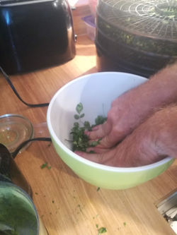 Moringa