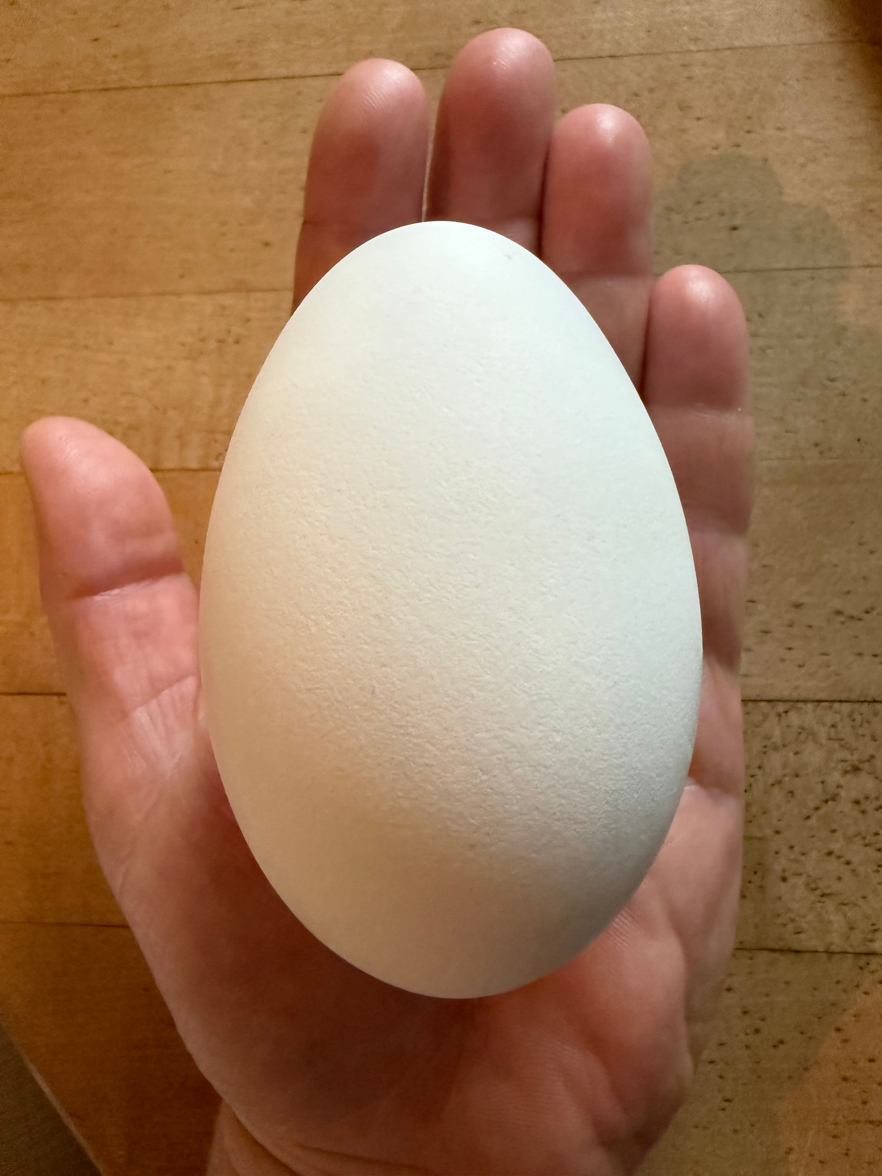 Goose Egg (sold individually)