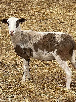 painted_desert_sheep_ewe_edited.jpg