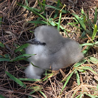 Paradies Flat Island