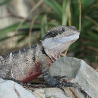 Australische Wasseragame