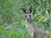 Australien
