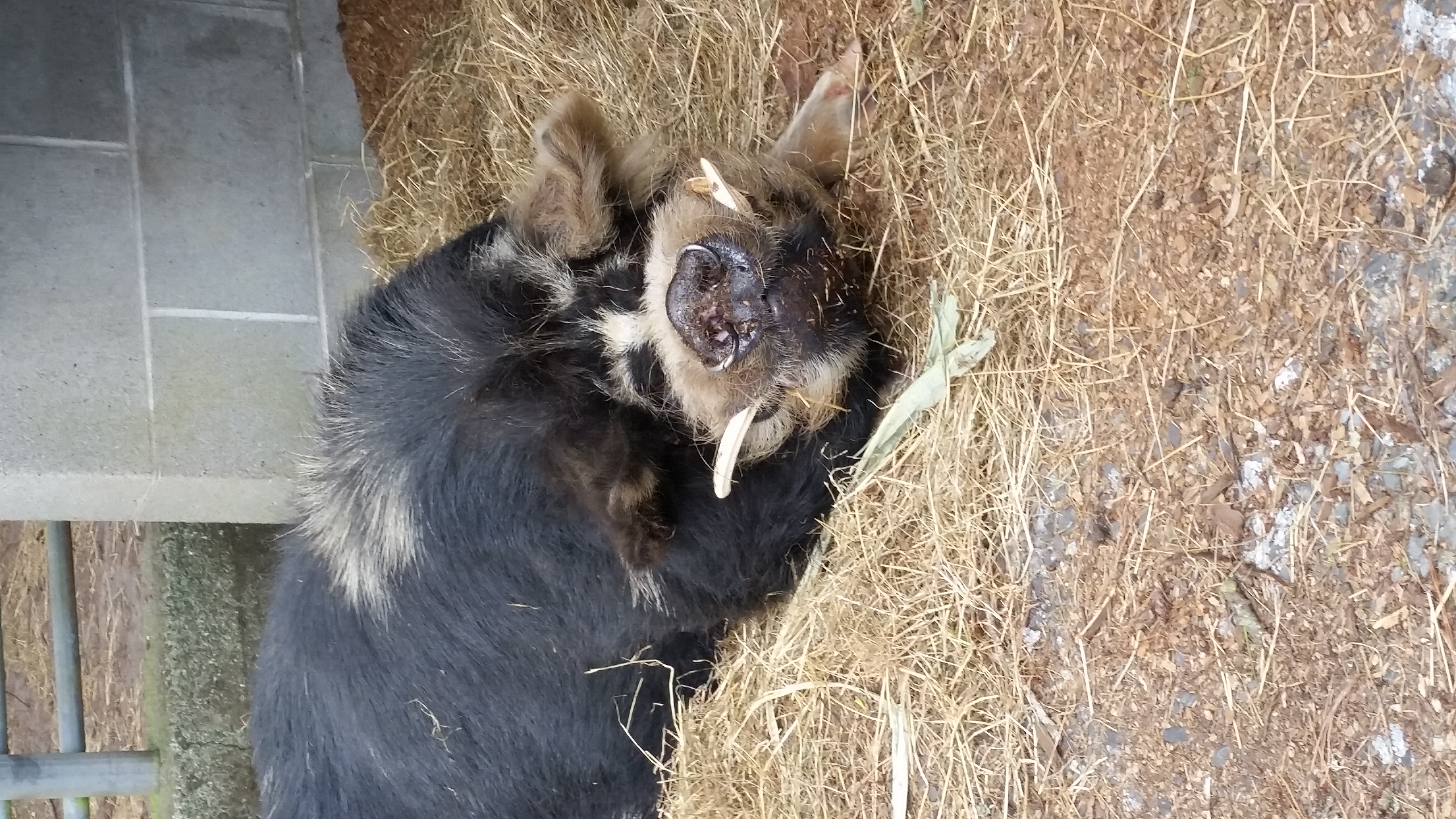 Weaney the Kune Kune Pig