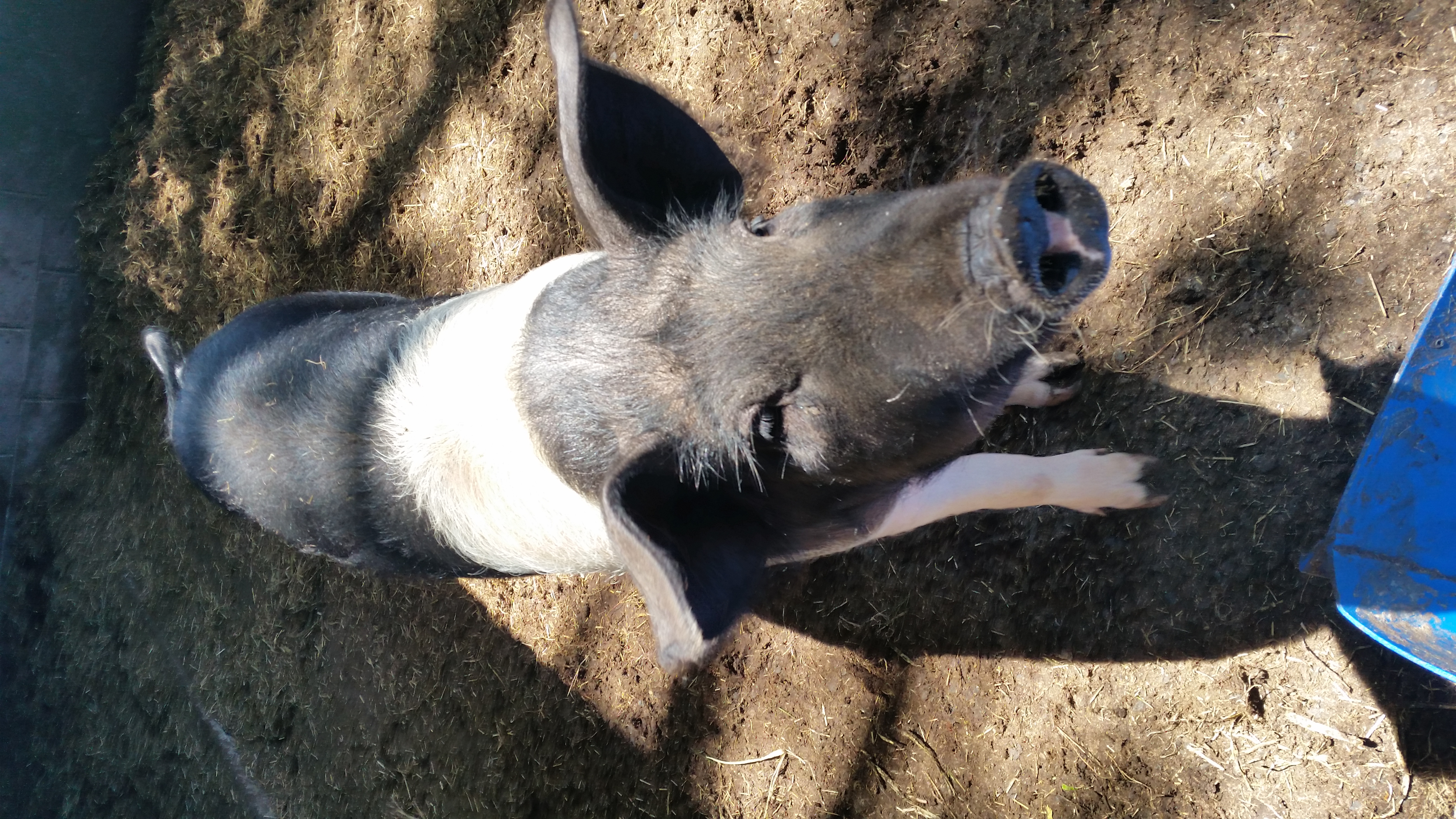 Peppa Pig