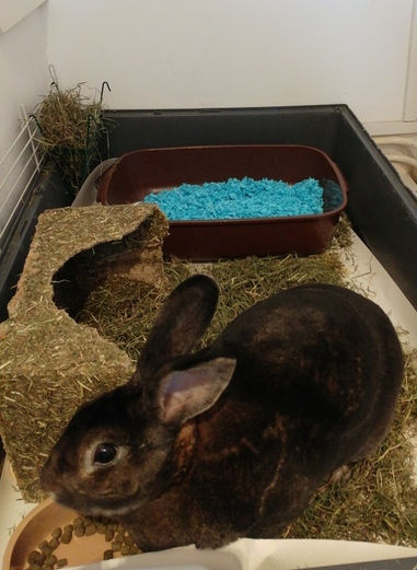 VIPaws rabbit sitting Ralph