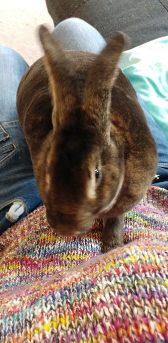 VIPaws rabbit sitting Ralph