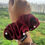 थंबनेल: Simah