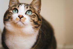 素材(ねこ)9.jpg