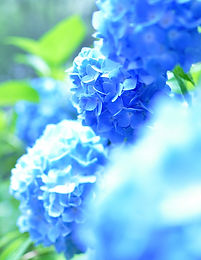 花あじさい