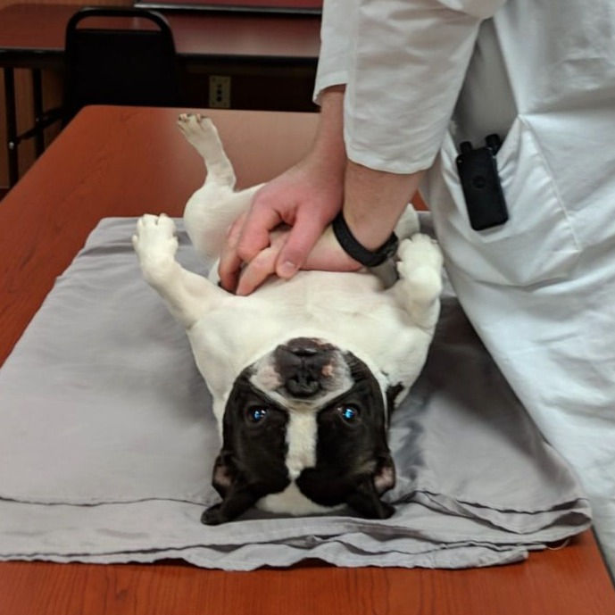 Recumbent compressions