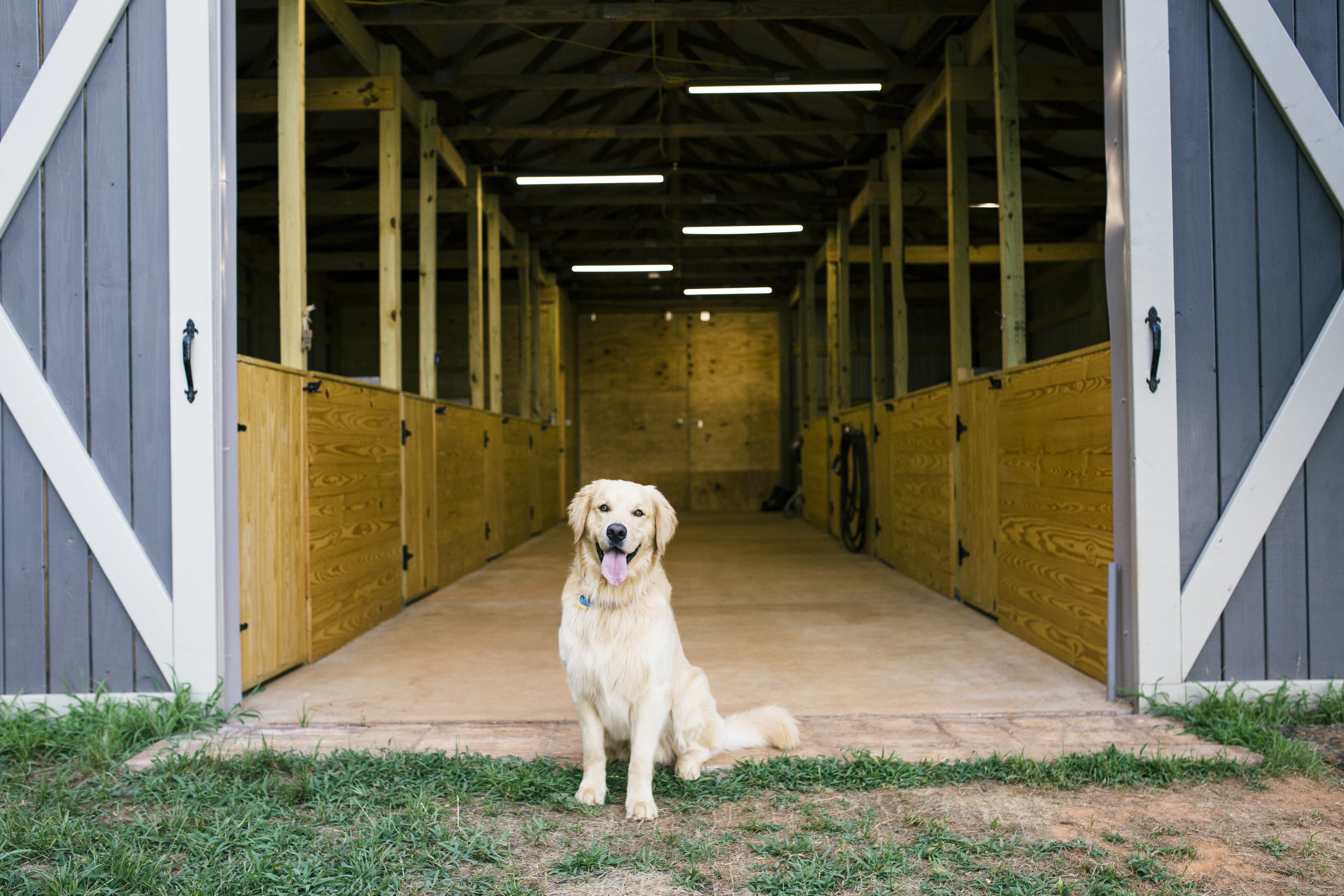 Carolina Gilded Retrievers Greenville Sc Breeder Cgr