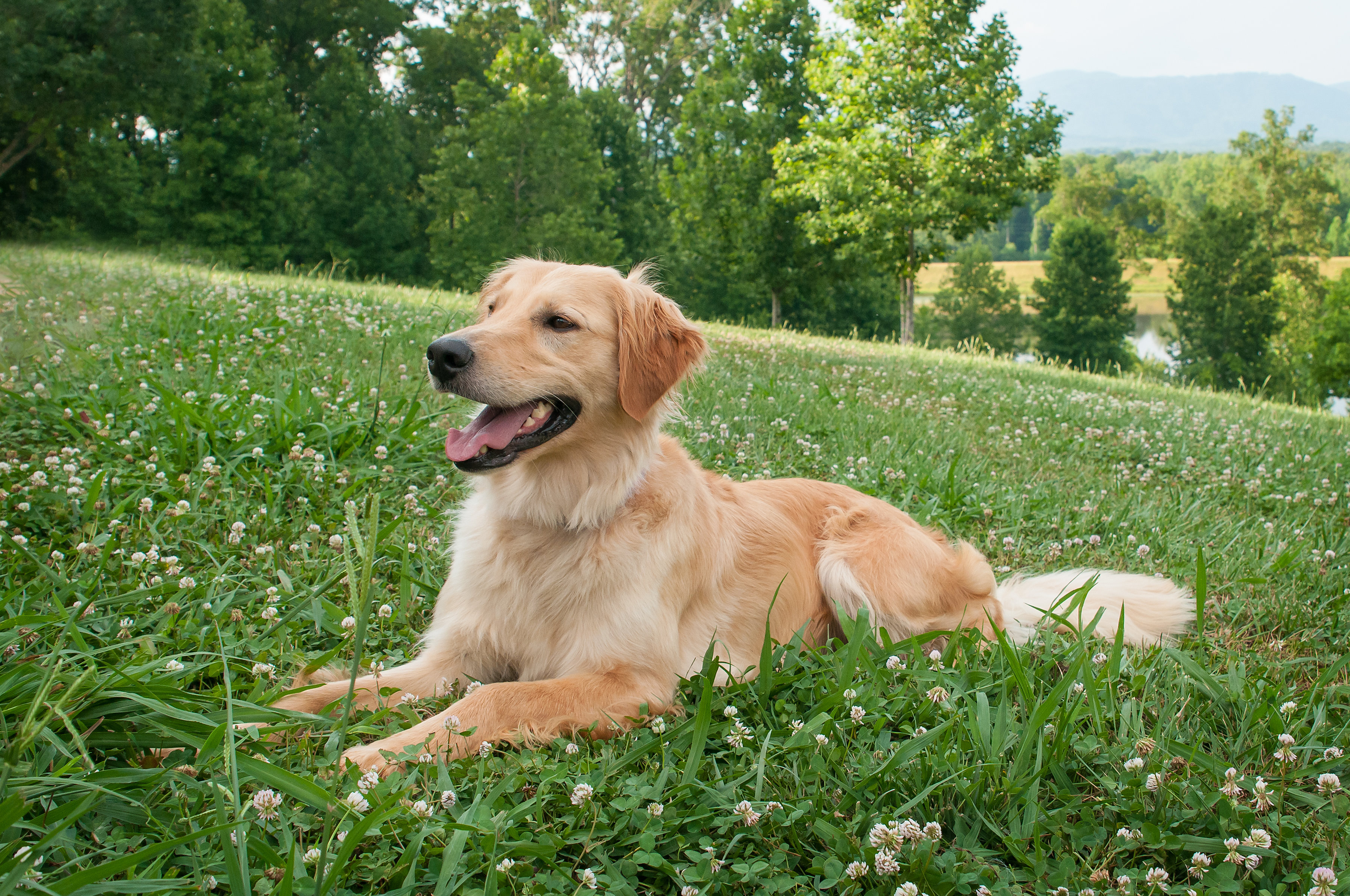 Carolina Gilded Retrievers Greenville SC Breeder CGR