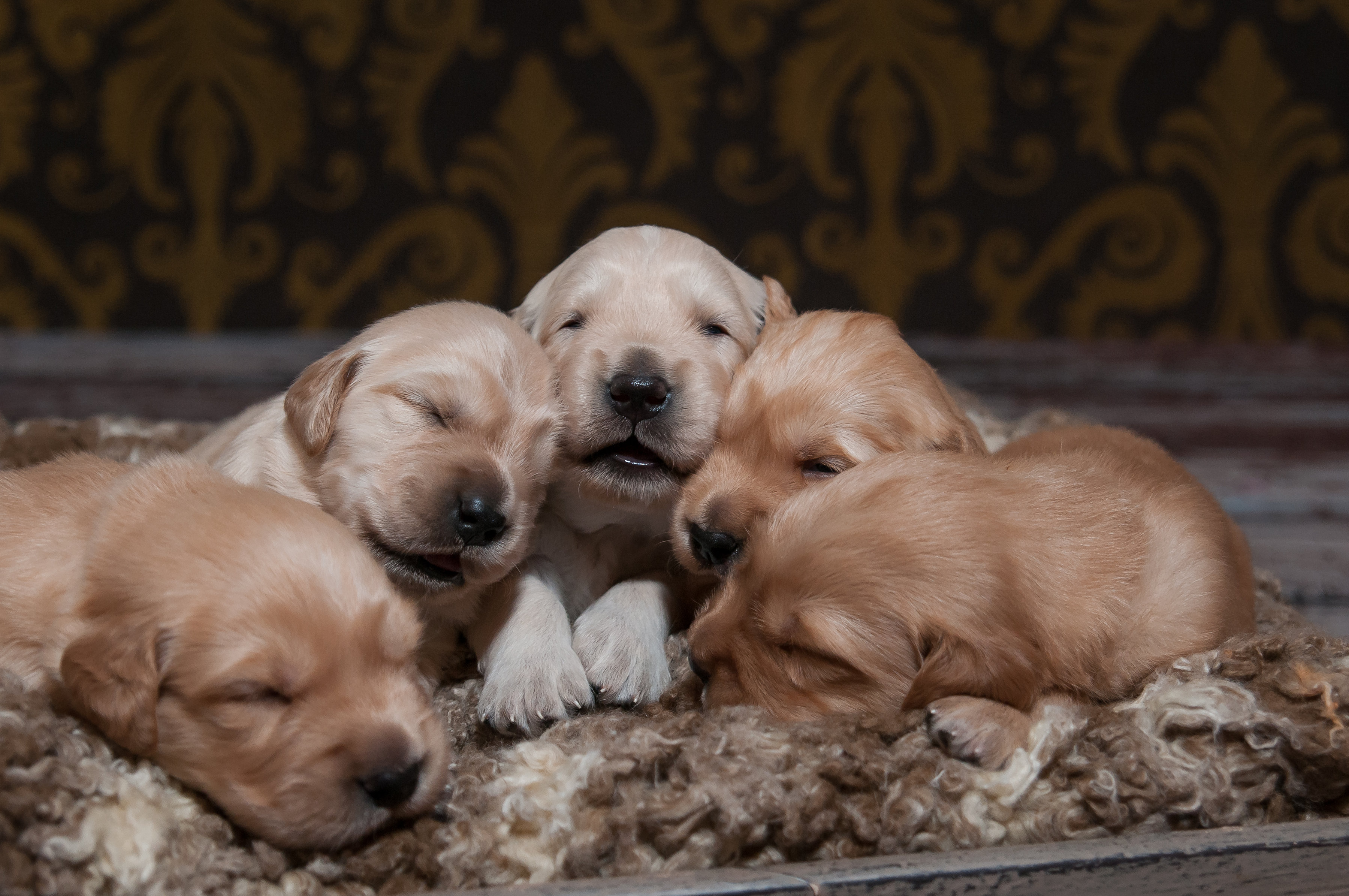 Carolina Gilded Retrievers Greenville SC Breeder CGR