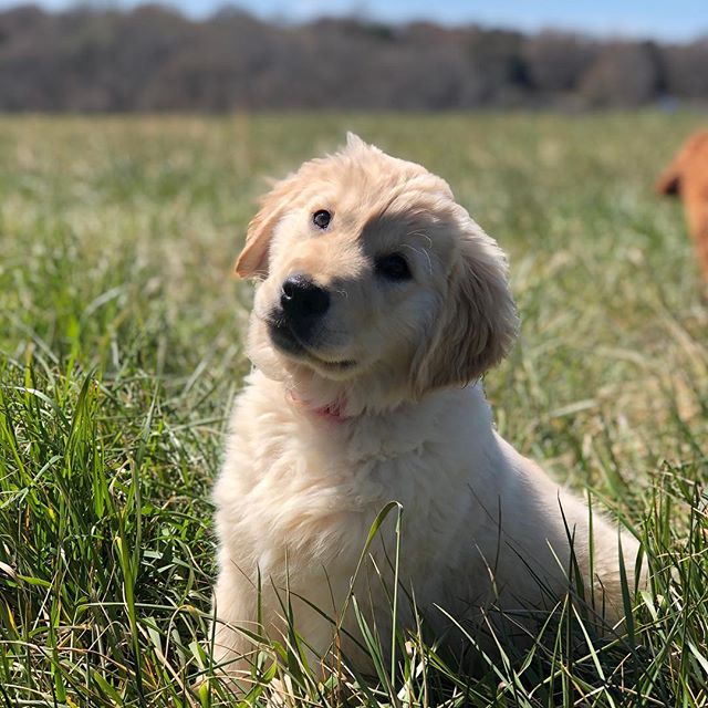 kc registered golden retriever puppies for sale