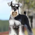 akc schnauzer paw salt and pepper dog .j