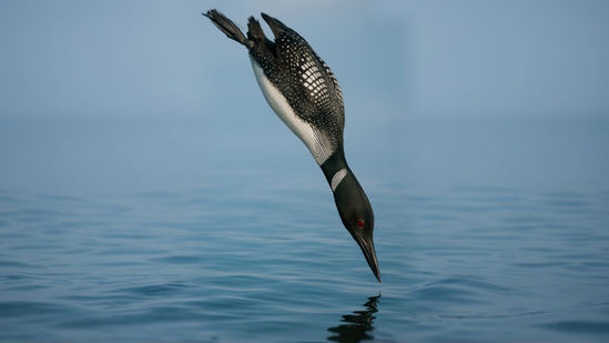 Maximizing Your Unused TFSA Room: Deep Dive Loon style