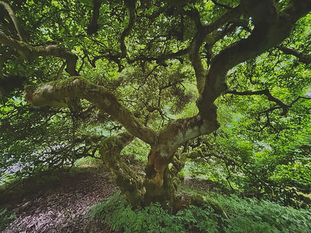 tree bg.jpeg