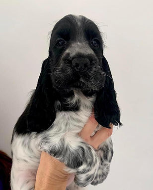 Cucciolo cocker blu roano