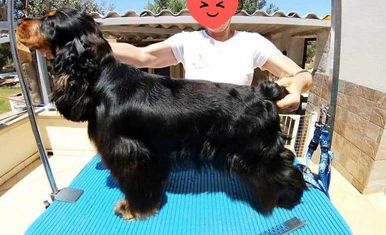 Cocker nero focato