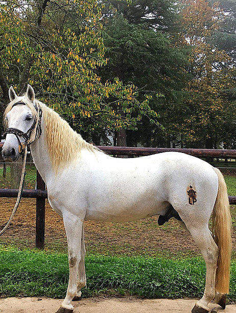 PLUTO PRIAMA I LIPIZZAN HARAS DE L'ETALON BLANC À VENDRE