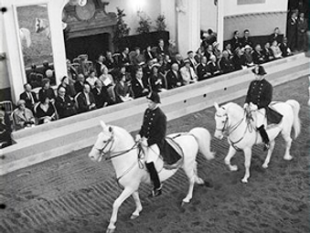 SRS Photo selectionnée par Lipizzan Haras de l'Etalon Blanc