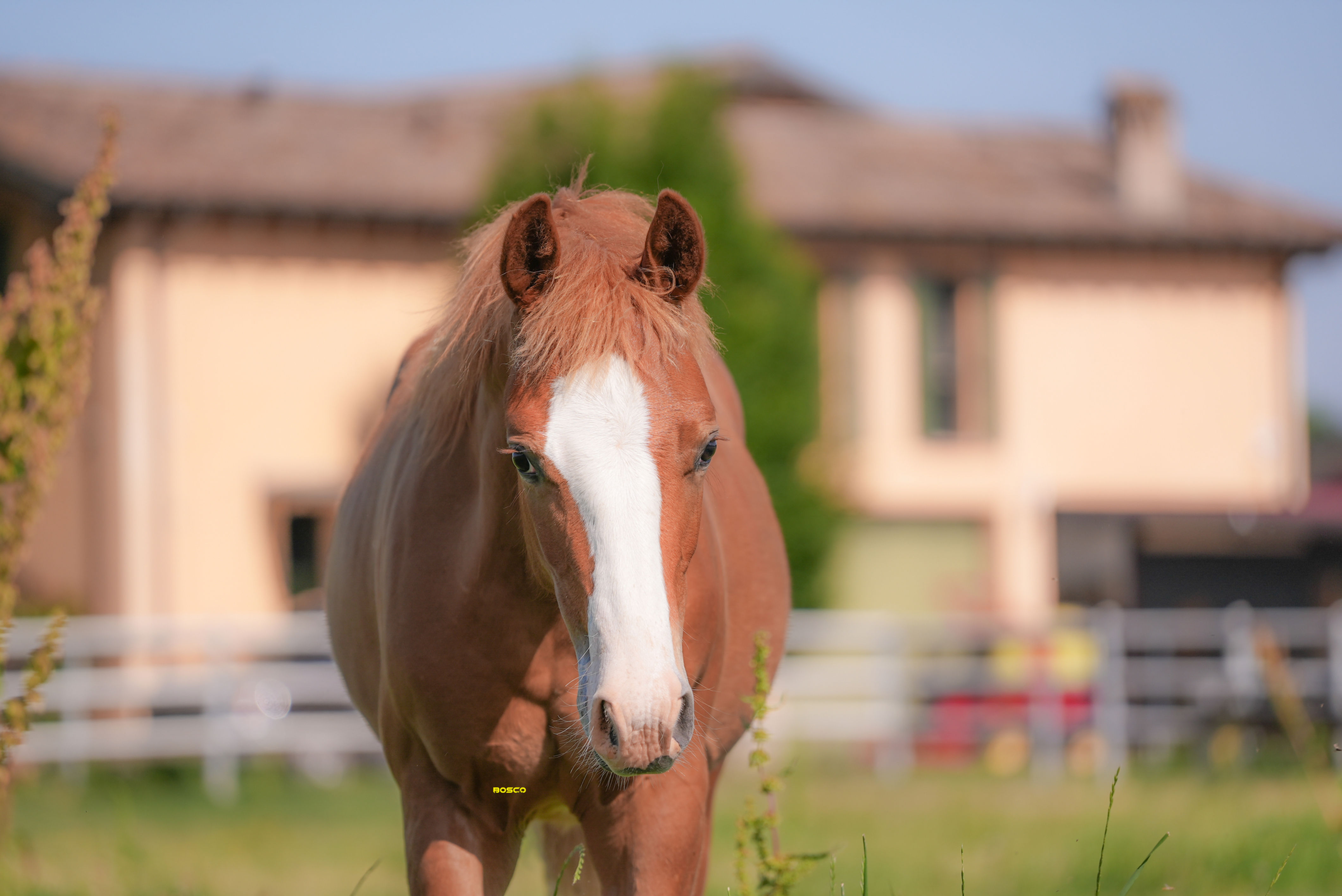 CD ROOTBEER LIL TRASCH