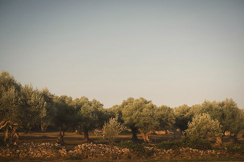 Puglia Olive Grove.jpg