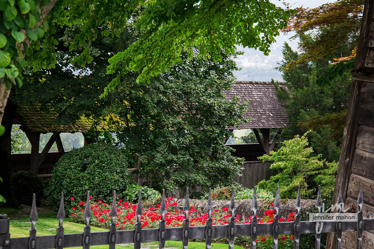 Glimpse of the gorgeous yard