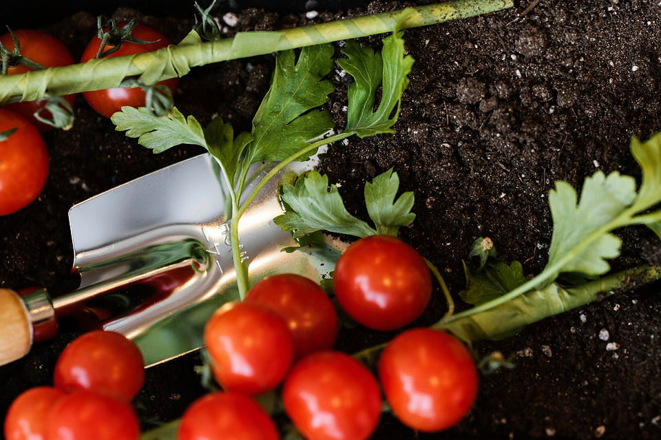 tomatoes-with-soils-trowel.jpg