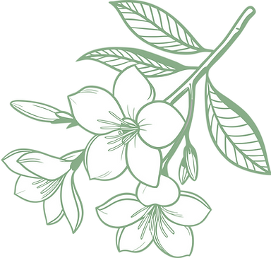 gardenia flower illustrated in vintage style 