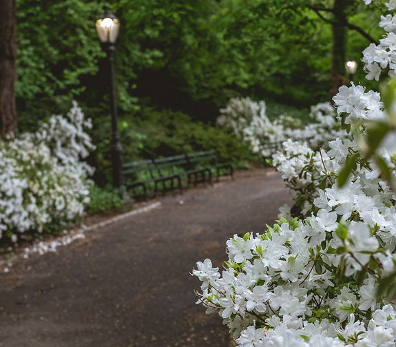 gardenias-crop.jpg