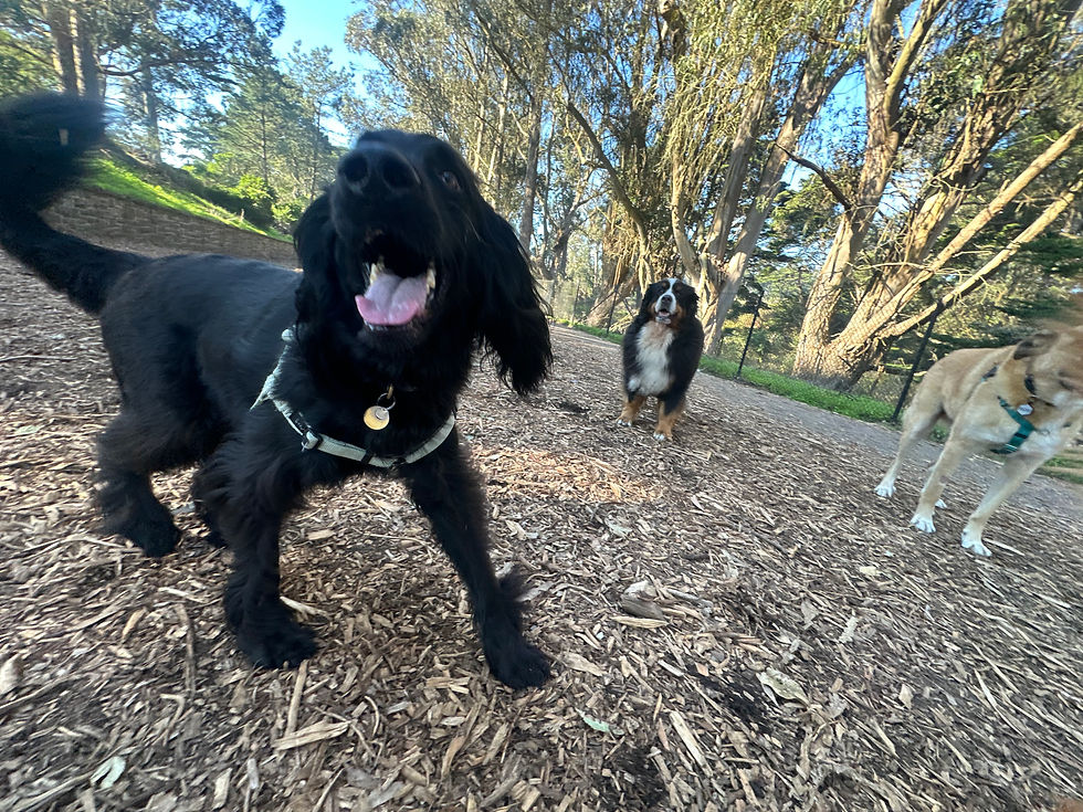 Dog walker Lower pac heights