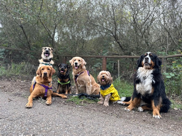 San Francisco dog walker