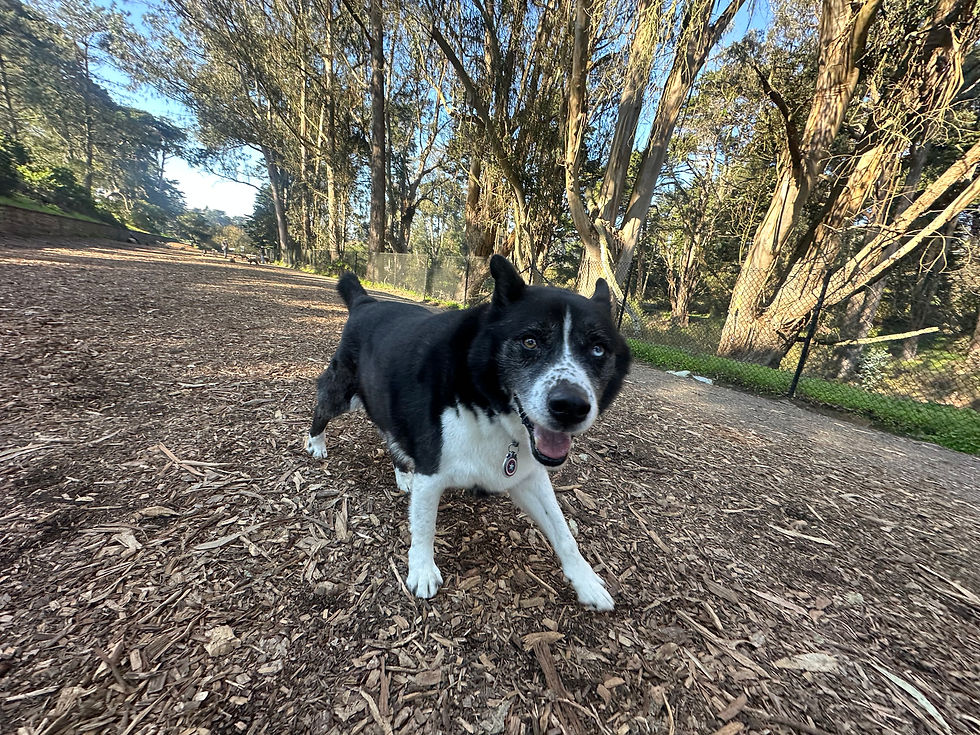 Group dog walking