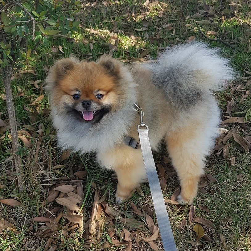 Snoopy, nosso lulu da pomerânia