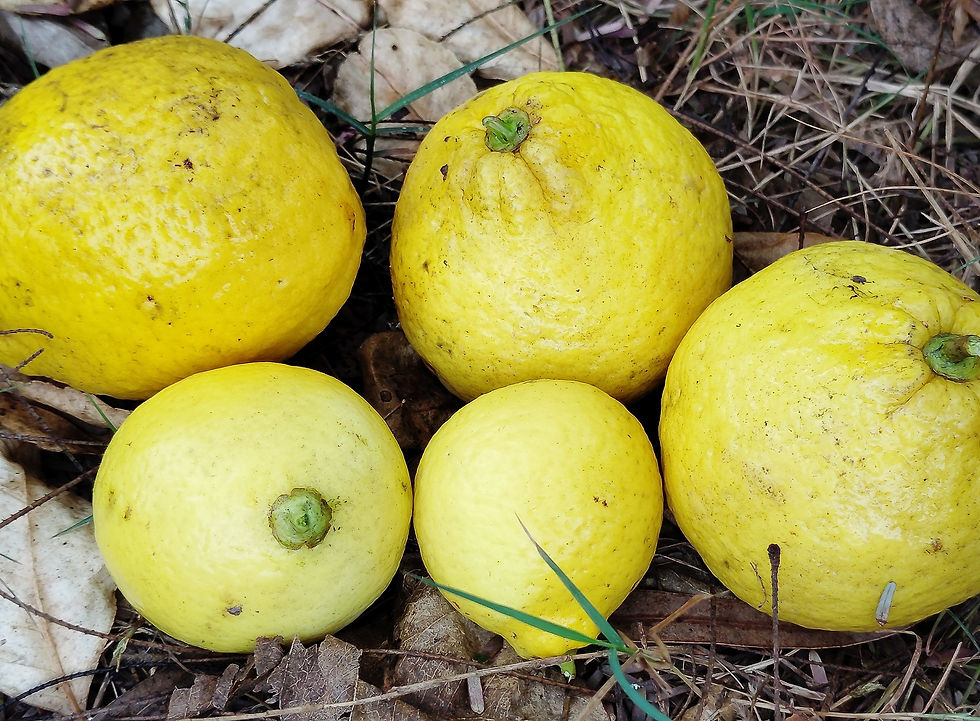 Thumbnail: Key Lime Acid Lime Citrus 