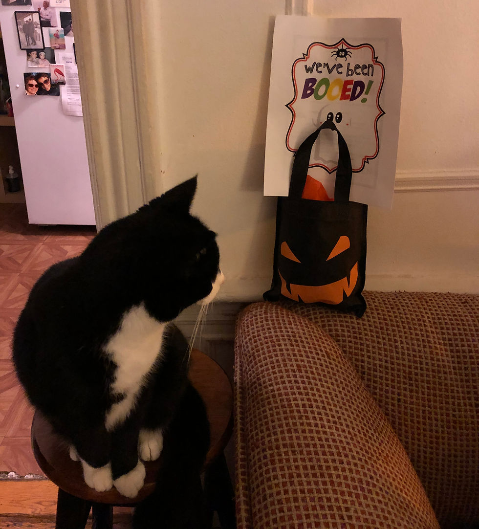 Black and white cat on a stool looks at a Halloween bag with a "we've been BOOed!" sign on a plaid couch. Dimly lit room.